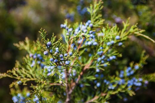 juniper