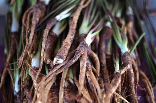angelica sinensis